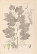 Herbier de la flore française Pl0124 - Louis Antoine Cusin — widok dzieła