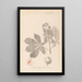 Herbier de la flore française Pl0125 - Louis Antoine Cusin — oprawiony obraz na ścianie