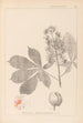 Herbier de la flore française Pl0125 - Louis Antoine Cusin — widok dzieła