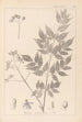 Herbier de la flore française Pl0126 - Louis Antoine Cusin — widok dzieła