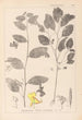 Herbier de la flore française Pl0127 - Louis Antoine Cusin — widok dzieła