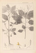 Herbier de la flore française Pl0128 - Louis Antoine Cusin — widok dzieła