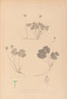 Herbier de la flore française Pl0129 - Louis Antoine Cusin — widok dzieła