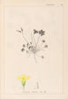 Herbier de la flore française Pl0130 - Louis Antoine Cusin — widok dzieła