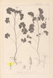 Herbier de la flore française Pl0131 - Louis Antoine Cusin — widok dzieła