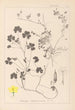 Herbier de la flore française Pl0132 - Louis Antoine Cusin — widok dzieła