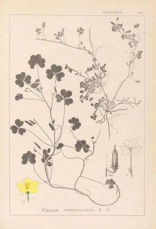 Louis Antoine Cusin - Herbier de la flore franaise Pl0132.webp