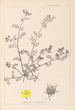 Herbier de la flore française Pl0133 - Louis Antoine Cusin — widok dzieła