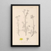 Herbier de la flore française Pl0134 - Louis Antoine Cusin — oprawiony obraz na ścianie