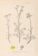 Herbier de la flore française Pl0134 - Louis Antoine Cusin — widok dzieła