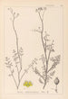 Herbier de la flore française Pl0135 - Louis Antoine Cusin — widok dzieła