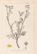 Herbier de la flore française Pl0136 - Louis Antoine Cusin — widok dzieła