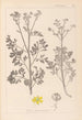 Herbier de la flore française Pl0137 - Louis Antoine Cusin — widok dzieła