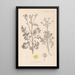 Herbier de la flore française Pl0137 - Louis Antoine Cusin — oprawiony obraz na ścianie