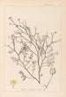 Herbier de la flore française Pl0138 - Louis Antoine Cusin — widok dzieła