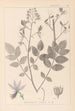 Herbier de la flore française Pl0139 - Louis Antoine Cusin — widok dzieła