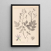 Herbier de la flore française Pl0139 - Louis Antoine Cusin — oprawiony obraz na ścianie