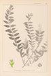 Herbier de la flore française Pl0140 - Louis Antoine Cusin — widok dzieła