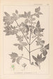 Herbier de la flore française Pl0141 - Louis Antoine Cusin — widok dzieła