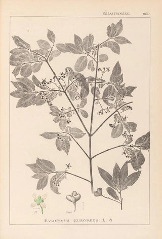 Louis Antoine Cusin - Herbier de la flore franaise Pl0141.webp