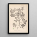 Herbier de la flore française Pl0141 - Louis Antoine Cusin — oprawiony obraz na ścianie