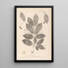 Herbier de la flore française Pl0142 - Louis Antoine Cusin — oprawiony obraz na ścianie