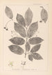Herbier de la flore française Pl0142 - Louis Antoine Cusin — widok dzieła