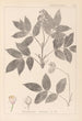 Herbier de la flore française Pl0143 - Louis Antoine Cusin — widok dzieła