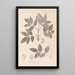 Herbier de la flore française Pl0143 - Louis Antoine Cusin — oprawiony obraz na ścianie