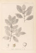 Herbier de la flore française Pl0144 - Louis Antoine Cusin — widok dzieła