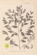 Herbier de la flore française Pl0145 - Louis Antoine Cusin — widok dzieła