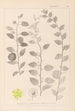 Herbier de la flore française Pl0146 - Louis Antoine Cusin — widok dzieła