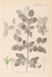 Herbier de la flore française Pl0147 - Louis Antoine Cusin — widok dzieła