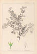 Herbarium francuskiej flory Pl0148 - Louis Antoine Cusin — widok dzieła