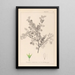 Herbarium francuskiej flory Pl0148 - Louis Antoine Cusin — oprawiony obraz na ścianie