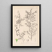 Herbier de la flore française Pl0149 - Louis Antoine Cusin — oprawiony obraz na ścianie