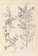 Herbier de la flore française Pl0149 - Louis Antoine Cusin — widok dzieła