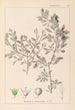 Herbier de la flore française Pl0150 - Louis Antoine Cusin — widok dzieła