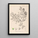 Herbier de la flore française Pl0150 - Louis Antoine Cusin — oprawiony obraz na ścianie