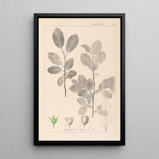 Louis Antoine Cusin - Herbier de la flore franaise Pl0151.webp