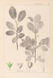 Herbier de la flore française Pl0151 - Louis Antoine Cusin — widok dzieła