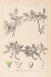 Herbier de la flore française Pl0152 - Louis Antoine Cusin — widok dzieła