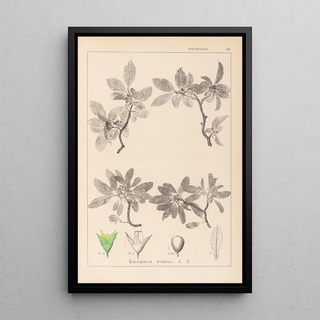 Louis Antoine Cusin - Herbier de la flore franaise Pl0152.webp