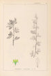 Herbier de la flore française Pl0153 - Louis Antoine Cusin — widok dzieła