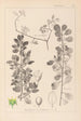 Herbier de la flore française Pl0154 - Louis Antoine Cusin — widok dzieła