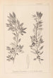 Herbier de la flore française Pl0155 - Louis Antoine Cusin — widok dzieła