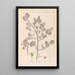 Herbier de la flore française Pl0156 - Louis Antoine Cusin — oprawiony obraz na ścianie