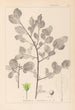Herbier de la flore française Pl0156 - Louis Antoine Cusin — widok dzieła