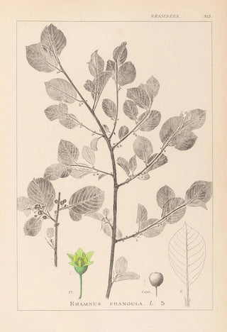 Louis Antoine Cusin - Herbier de la flore franaise Pl0156.webp