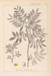 Herbier de la flore française Pl0157 - Louis Antoine Cusin — widok dzieła